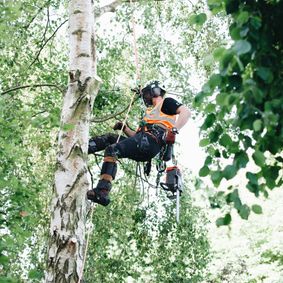 a man climbing a tree with chainsaw
