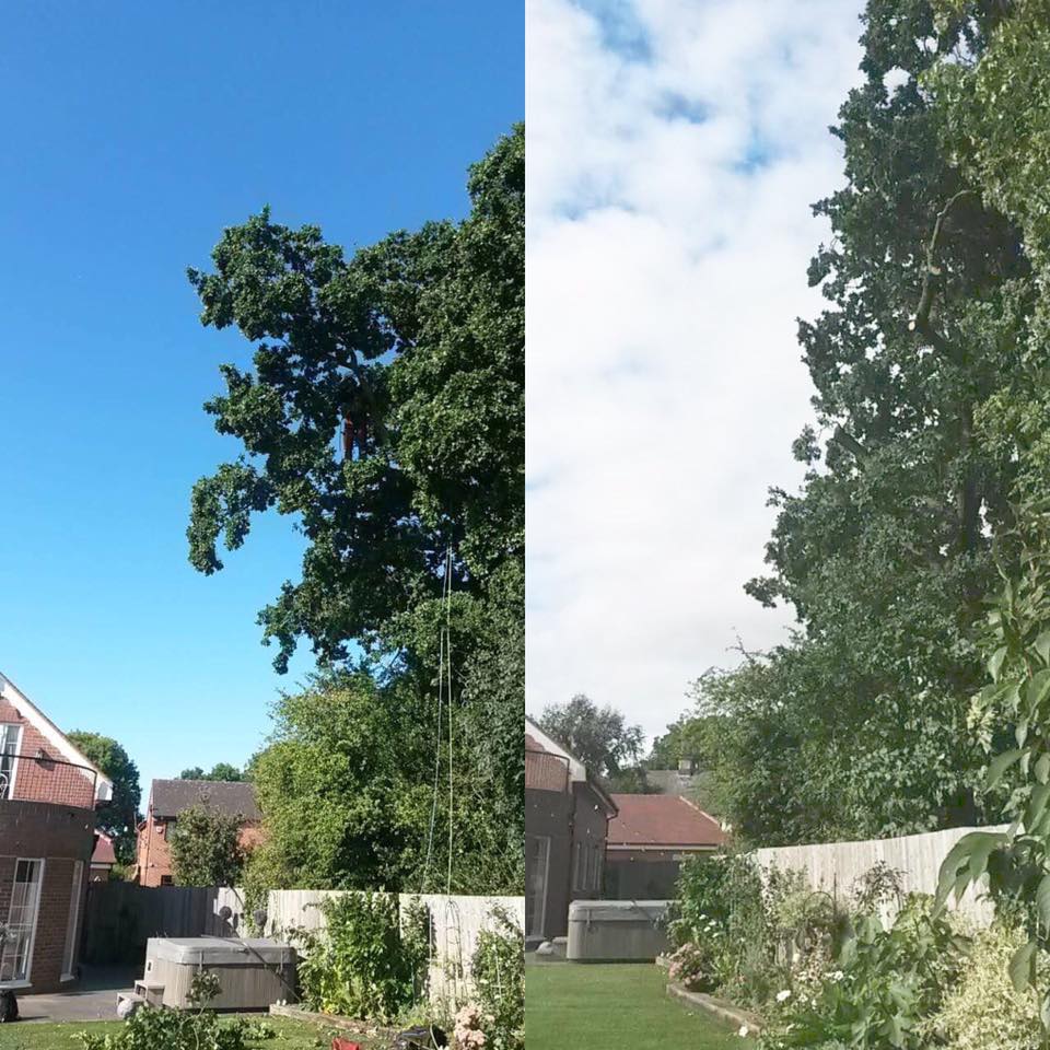 tree pruning Leicester