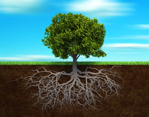 Deep-Rooted Tree